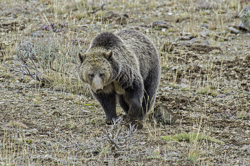 灰熊(Ursus arctos)是北美洲棕熊的任何亚种，包括在黄石国家公园发现的本土灰熊(Ursus arctos horribilis)。在地里挖蛴螬和球茎的雌虫。